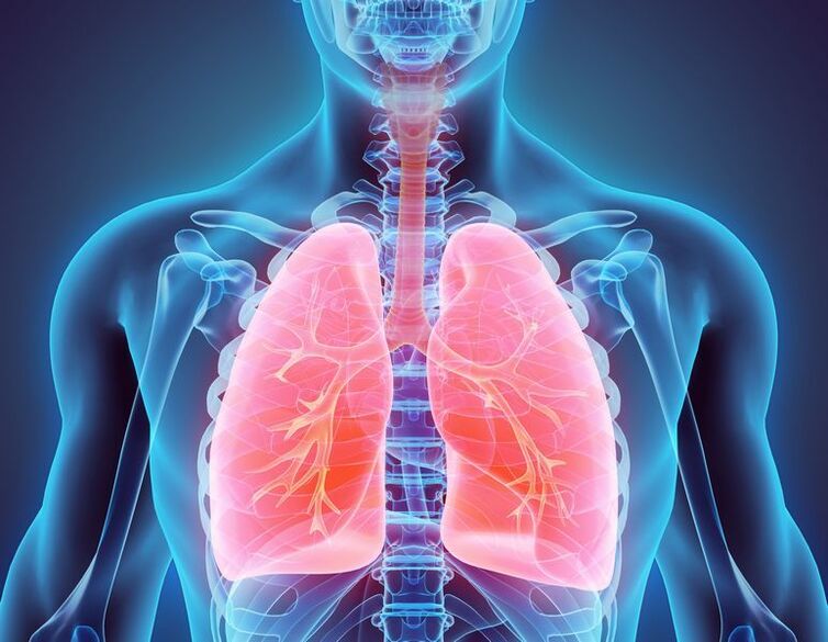 Bronquios y pulmones como fuente de dolor.